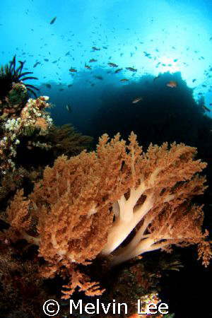 Softcoral. by Melvin Lee 