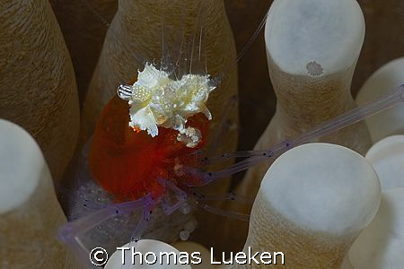 found in Mabul , D200  by Thomas Lueken 