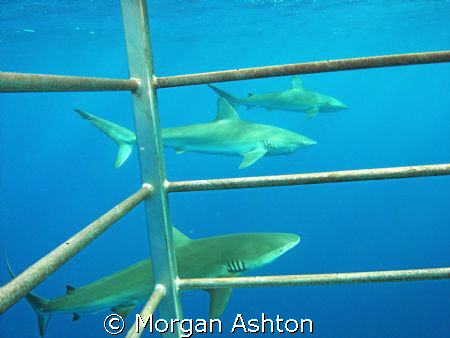 Galapagos Sharks through the cage. North Shore, Hawaii. T... by Morgan Ashton 