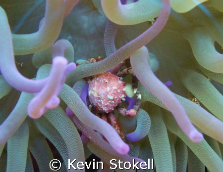 Another Crab seen in Bullenbaai on the south coast of Cur... by Kevin Stokell 
