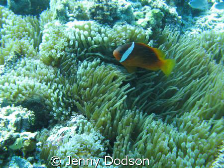 Pink Anemone fish - A special little fish only found in F... by Jenny Dodson 