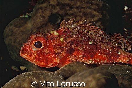 Fishs - Scorpanea notata by Vito Lorusso 