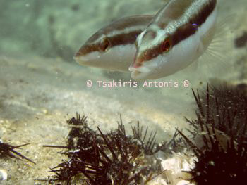 Gilos or Ilios(SunFish) Eating  :-) by Antonis Tsakiris 