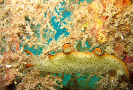 Samal Island, Davao City by Bernard Maglana 