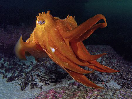Giant cuttle, Kurnell by Doug Anderson 
