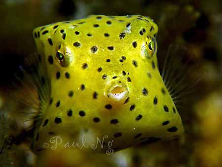 Yellow Box Fish by Paul Ng 