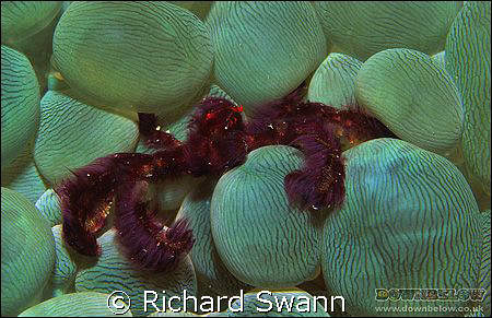 Orangutan Crab, Nikon F90x, 105mm Lens,Velvia, F22, manua... by Richard Swann 