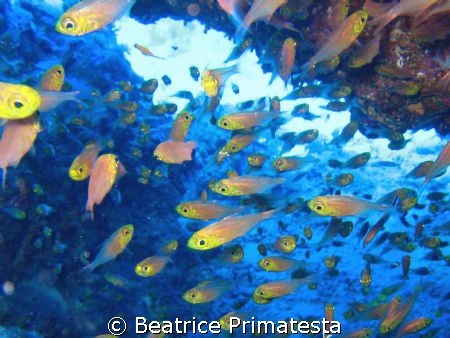 Glass fishes by Beatrice Primatesta 