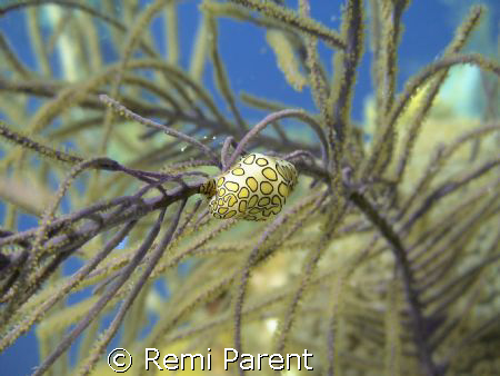 Nudibranchia by Remi Parent 