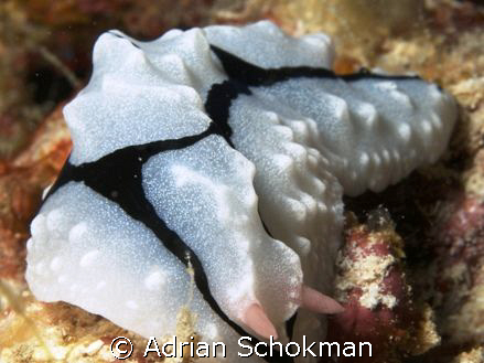 Full Frame Nudi Shot... Taken at Mabul Island - Olympus E... by Adrian Schokman 
