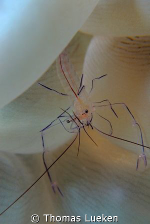 anemone shrimp; D200 by Thomas Lueken 