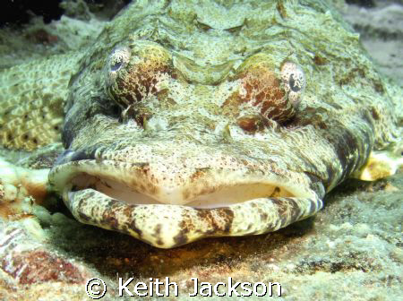 Crocodile Fish by Keith Jackson 