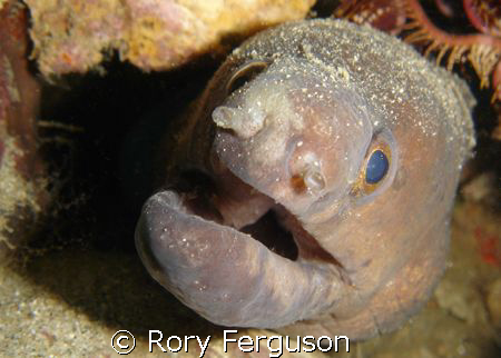 white eyed moray coming in for a closer look
sonyT3 by Rory Ferguson 