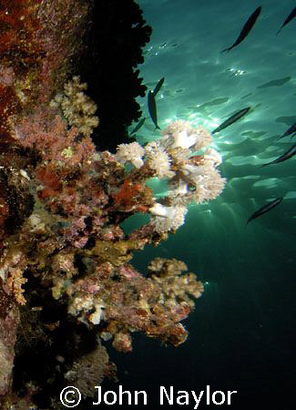 late afternoon on reef wall by John Naylor 