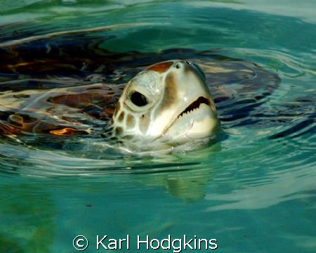Just popping up to say Hello by Karl Hodgkins 