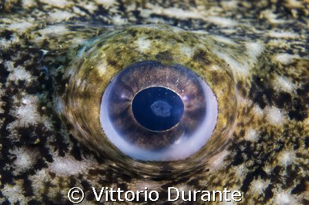  Lophius piscatorius by Vittorio Durante 
