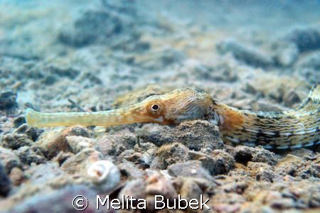 Pipefish / Sistiana near Trieste by Melita Bubek 