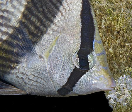 Banded Butterflyfish from Bonaire. by Jim Chambers 