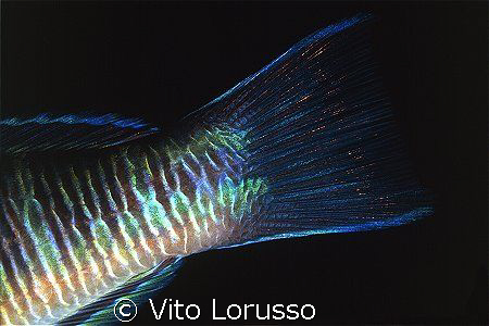 Fishs (detail) - Thalassoma pavo (male) by Vito Lorusso 