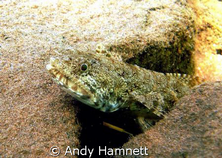 Lizard fish waiting for dinner. by Andy Hamnett 