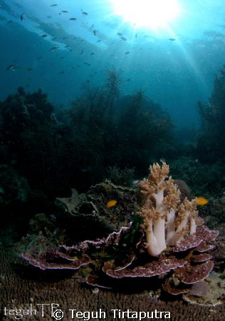 imagine...a soft coral bouquette on the dinner table...ju... by Teguh Tirtaputra 