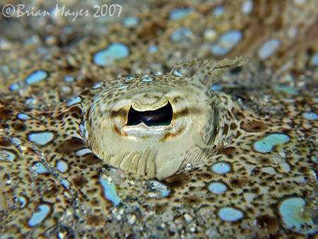 "I spy with my little eye something beginning with P". Pe... by Brian Mayes 