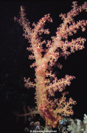 Dendronephthya sp. (Soft Coral), Egyptian Red Sea, Nikon ... by Emanuel Gonçalves 