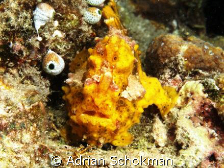 Can u spot my eye....sitting Carefree while observing us.... by Adrian Schokman 
