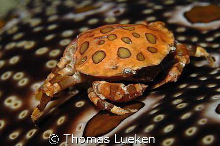 crab on a seacucumber ín Kapalai; D200 by Thomas Lueken 
