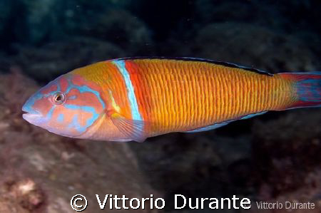 Talassoma pavo by Vittorio Durante 