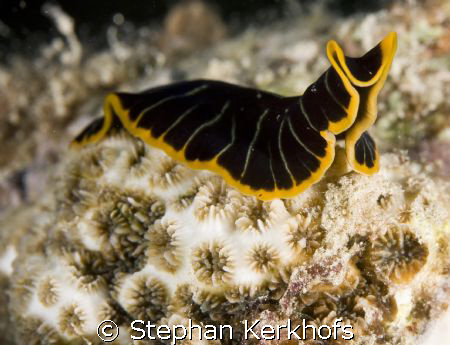 this slug was posing so nice!  I couldn't determine what ... by Stephan Kerkhofs 