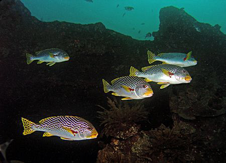 Sweetlips peeling off on the Liberty wreck, Tulamben by Doug Anderson 