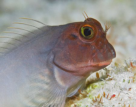 Redlip Blenny (Ophioblennius macclurei) on Bonaire. by Jim Chambers 