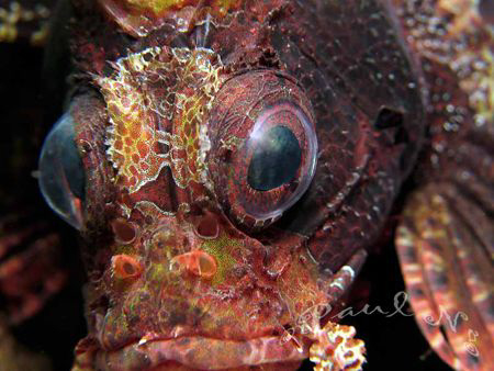Lion Fish by Paul Ng 