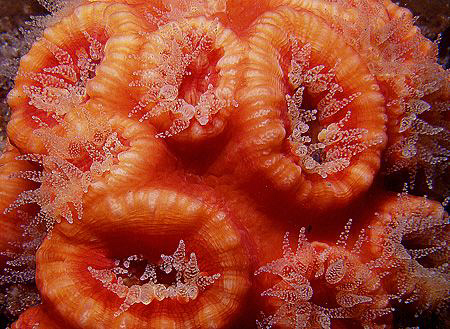 Temperate coral, Bare Island by Doug Anderson 