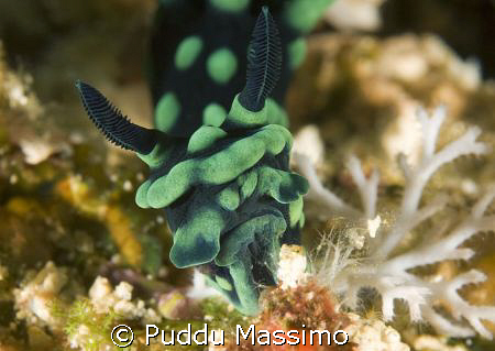 manado,nikon d2x 60mm macro by Puddu Massimo 