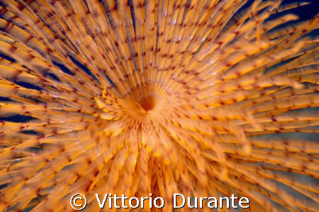 Sabella Spallanzanii by Vittorio Durante 