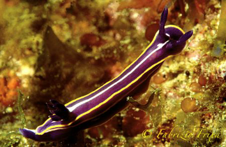A "Nudi" Mediterranean (Hypselodoris tricolor) nothing to... by Fabrizio Frixa 