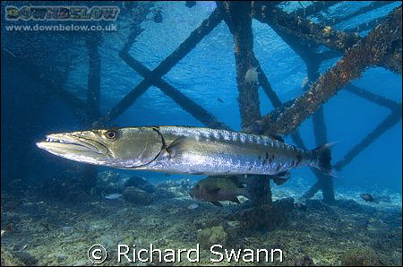 You can always find something under jetties ! Nikon D2x 1... by Richard Swann 