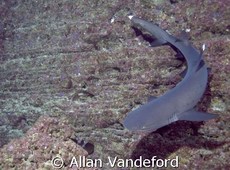 White Tip looking for a resting spot at "El Boiler", Revi... by Allan Vandeford 