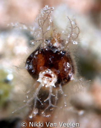 Cross between a seahorse and a pipefish - hairy pygmy pip... by Nikki Van Veelen 