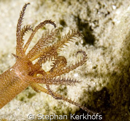 worm cucumber (synapta maculata) taken in Na'ama Bay. by Stephan Kerkhofs 