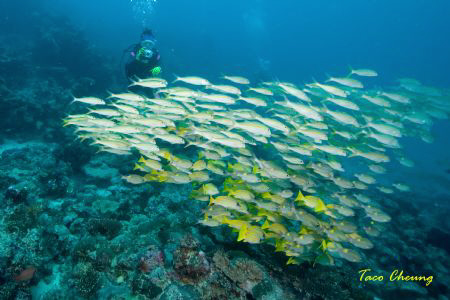 Diver taken photo with school of snapper by Taco Cheung 