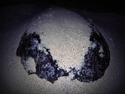 Stingray- Wide angle lens w/ video light- Saipan Grotto @... by Martin Dalsaso 