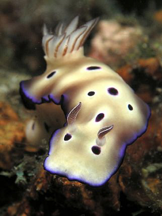 Risbecia tryoni, Lembeh by Doug Anderson 