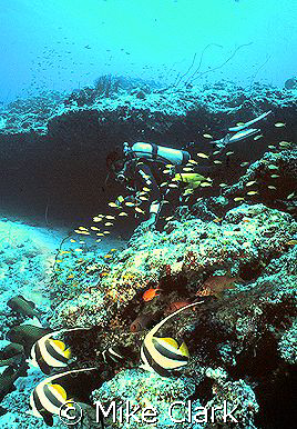 Diver enjoying beautiful reef. by Mike Clark 