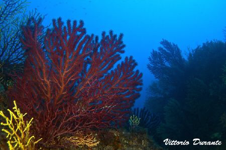 Paramuricea Clavata by Vittorio Durante 