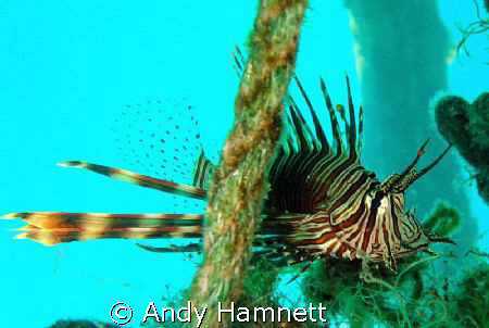 Lion Fish eyeing me up.  by Andy Hamnett 