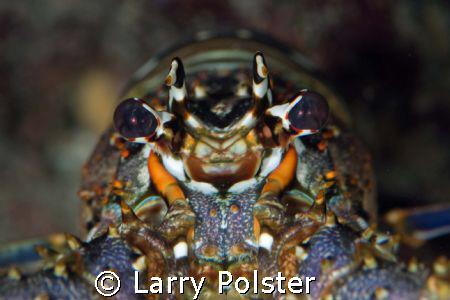 Roatan, Nikon D-300, !05mm, twin strobes by Larry Polster 