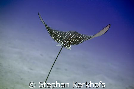 Spotted egale ray taken with 100mm and lucky enough in pe... by Stephan Kerkhofs 
